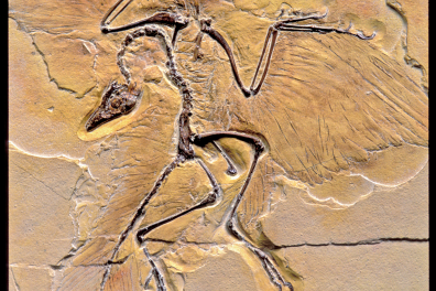 Archaeopteryx - animal entier